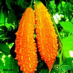 Kudret Narı Tohumu - Momordica Charantia