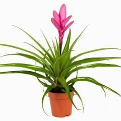 Tillandsia Cyanea - Pink Quill