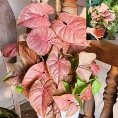 Syngonium Pink - Melek Kanadı Pembe