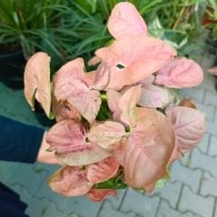 Syngonium Pink - Melek Kanadı Pembe