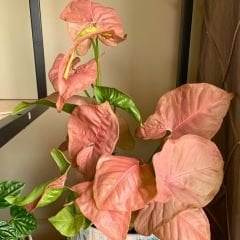 Syngonium Pink - Melek Kanadı Pembe