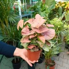 Syngonium Pink - Melek Kanadı Pembe