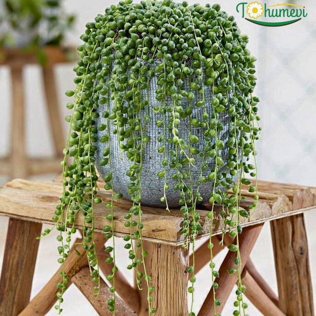 Tesbih Çiçeği – Senecio herreianus (Askılı Saksıda)