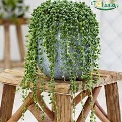 Tesbih Çiçeği – Senecio herreianus (Askılı Saksıda)