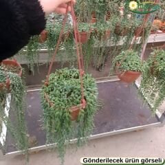 Tesbih Çiçeği – Senecio herreianus (Askılı Saksıda)