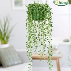 Tesbih Çiçeği – Senecio herreianus (Askılı Saksıda)