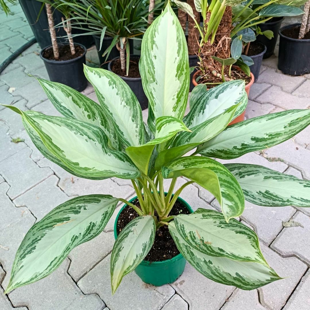Aglaonema Commutatum 'Maria' 50 cm - Herdem Yeşil Çiçeği
