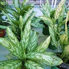 Aglaonema Commutatum 'Maria' 50 cm - Herdem Yeşil Çiçeği