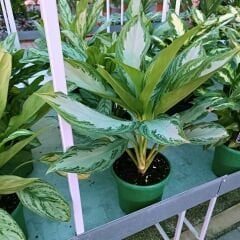 Aglaonema Commutatum 'Maria' 50 cm - Herdem Yeşil Çiçeği