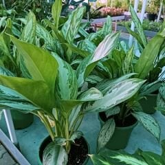 Aglaonema Commutatum 'Maria' 50 cm - Herdem Yeşil Çiçeği