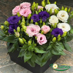 Bodur Lisianthus Tohumu – Eustoma julietta - Liseli Kız