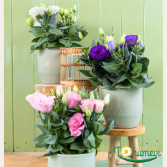 Bodur Lisianthus Tohumu – Eustoma julietta - Liseli Kız