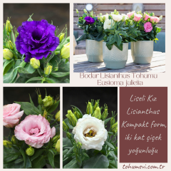 Bodur Lisianthus Tohumu – Eustoma julietta - Liseli Kız