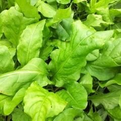Kuzu Kulağı Tohumu – Ekşi Ot - Rumex Acetosella