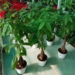 Pachira Aquatica Ağacı 60 cm - Paraya Ağacı