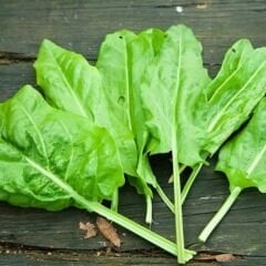 Kuzu Kulağı Tohumu – Ekşi Ot - Rumex Acetosella