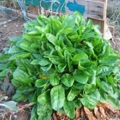 Kuzu Kulağı Tohumu – Ekşi Ot - Rumex Acetosella