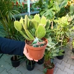 Opuntia Microdasys Kaktüs İthal - Tavşan Kulağı