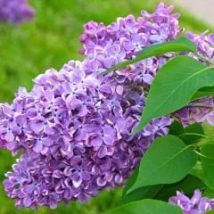 Leylak Ağacı Fidanı - Syringa Vulgaris