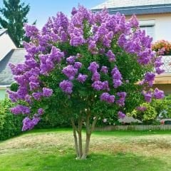 Leylak Ağacı Fidanı - Syringa Vulgaris