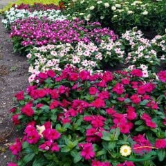 Vinca Sunstorm Rose Tohumu – Rozet Çiçeği