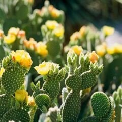 Opuntia Microdasys Kaktüs İthal - Tavşan Kulağı