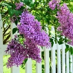 Leylak Ağacı Fidanı - Syringa Vulgaris