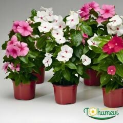Vinca Sunstorm Rose Tohumu – Rozet Çiçeği