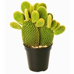 Opuntia Microdasys Kaktüs İthal - Tavşan Kulağı