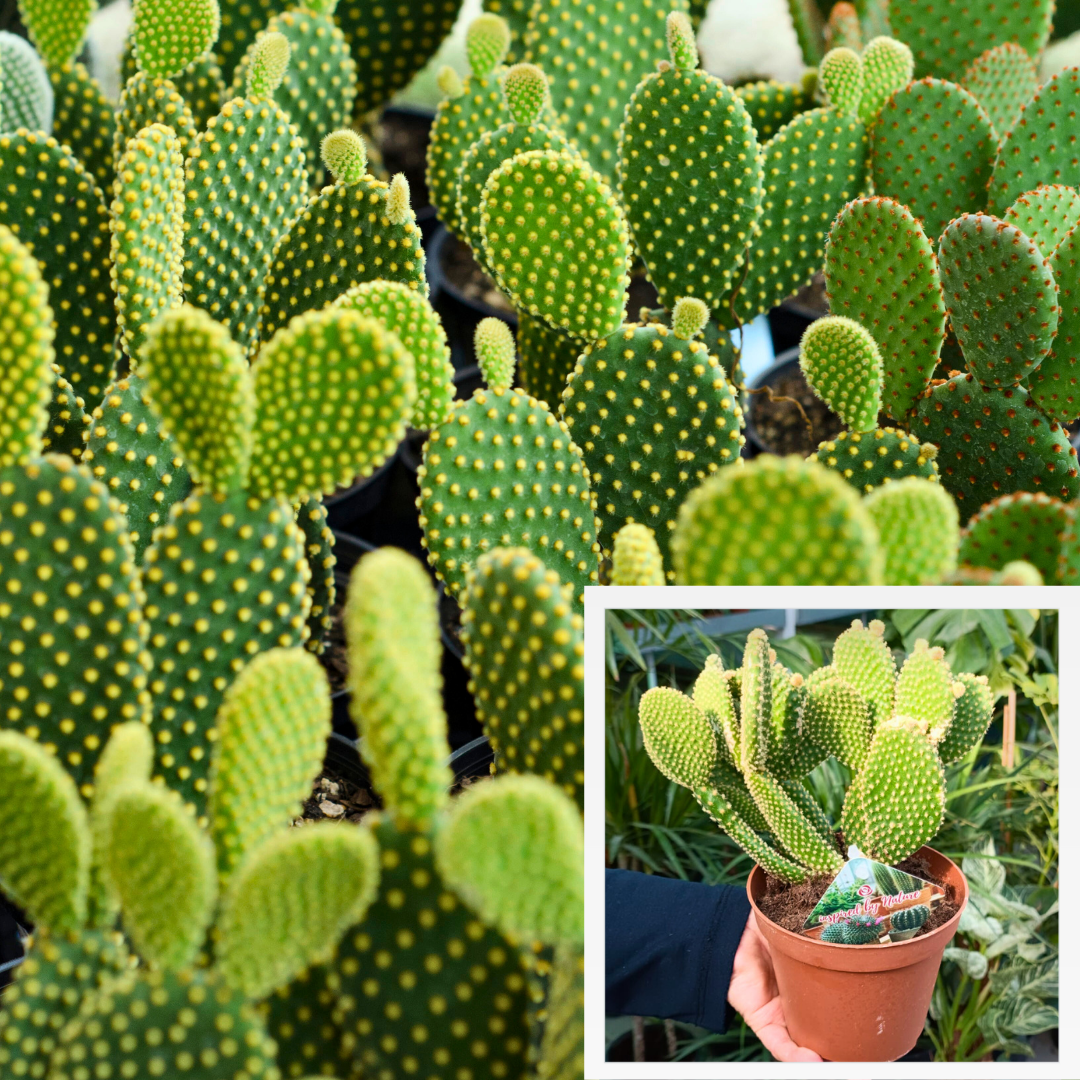 Opuntia Microdasys Kaktüs İthal - Tavşan Kulağı