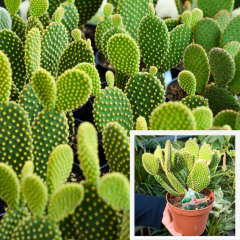 Opuntia Microdasys Kaktüs İthal - Tavşan Kulağı