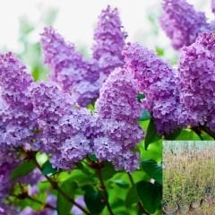 Leylak Ağacı Fidanı - Syringa Vulgaris