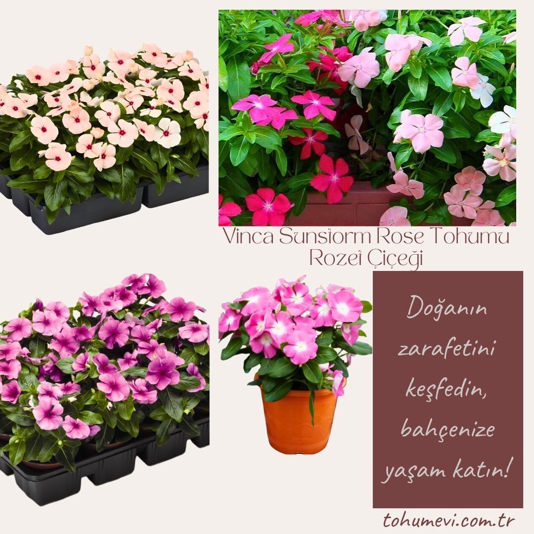 Vinca Sunstorm Rose Tohumu – Rozet Çiçeği