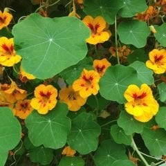 Latin Çiçeği Tohumu Mix Paket - Tropaeolum Majus