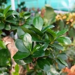 Ficus Ginseng Bonsai Ağacı İthal 100 gr