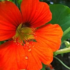 Latin Çiçeği Tohumu Mix Paket - Tropaeolum Majus