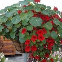 Latin Çiçeği Tohumu Mix Paket - Tropaeolum Majus