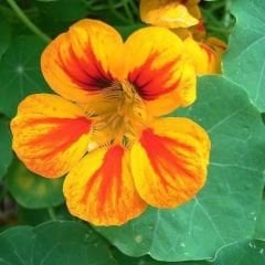 Latin Çiçeği Tohumu Mix Paket - Tropaeolum Majus