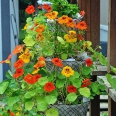 Latin Çiçeği Tohumu Mix Paket - Tropaeolum Majus