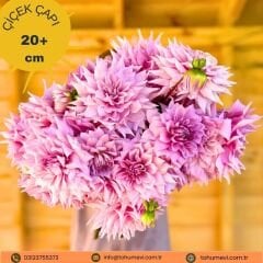 Dev Dahlia Yıldız Kök - Dalya - Almands Joy