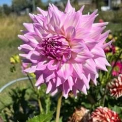 Dev Dahlia Yıldız Kök - Dalya - Almands Joy