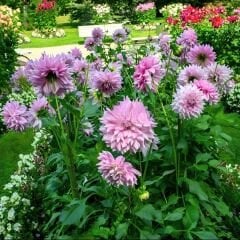 Dev Dahlia Yıldız Kök - Dalya - Almands Joy