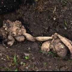 Dev Dahlia Yıldız Kök - Dalya - Almands Joy