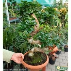 Ficus Ginseng Bonsai Ağacı S Gövde  İthal 60 cm