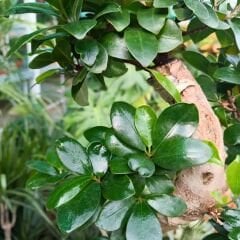 Ficus Ginseng Bonsai Ağacı S Gövde  İthal 60 cm