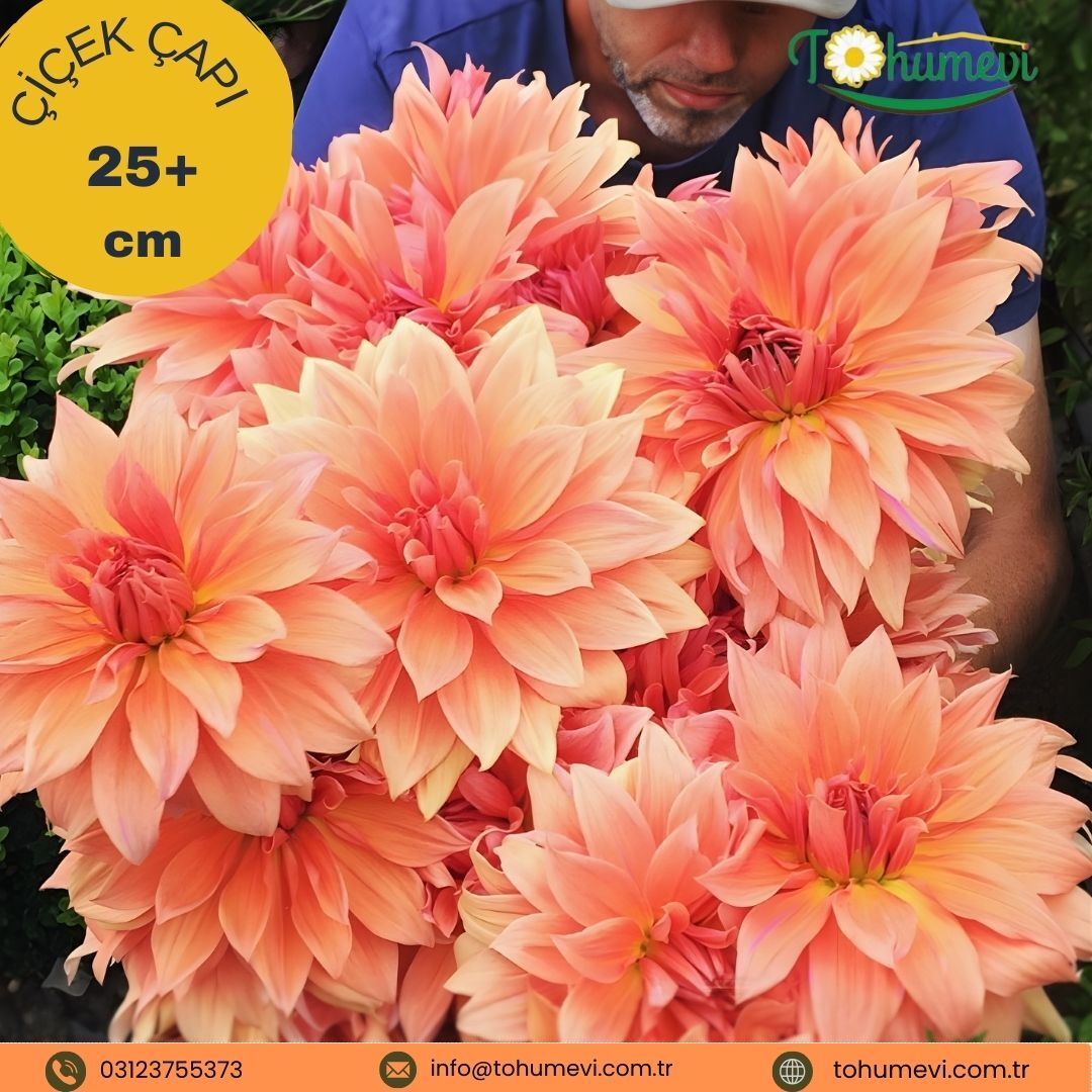 Dev Dahlia Yıldız Kök - Dalya - Babylon Bzonze