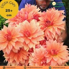 Dev Dahlia Yıldız Kök - Dalya - Babylon Bzonze