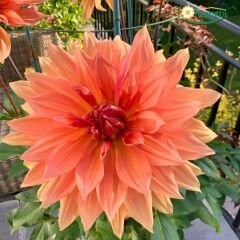 Dev Dahlia Yıldız Kök - Dalya - Babylon Bzonze