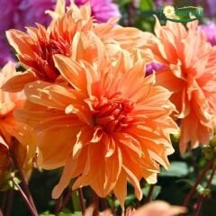 Dev Dahlia Yıldız Kök - Dalya - Babylon Bzonze