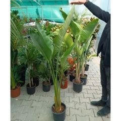 Strelitzia nicolai - Starliçe - Dev Cüce Muz - Cennet Kuşu